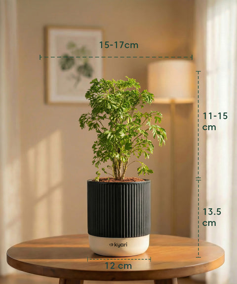 Aralia Green Plant with Medium Self Watering Pot