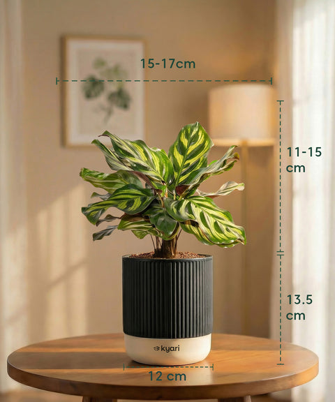 Peacock Plant with Medium Self Watering Pot