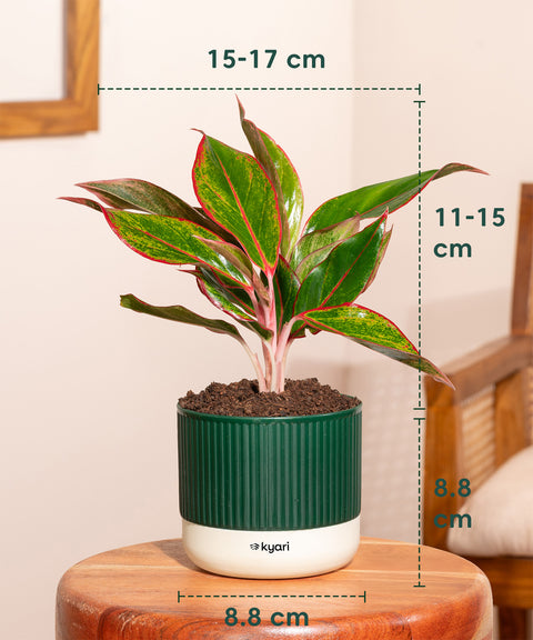 Aglaonema Lipstick Plant With Self Watering Pot