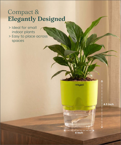 Peace Lily Plant - BYOB