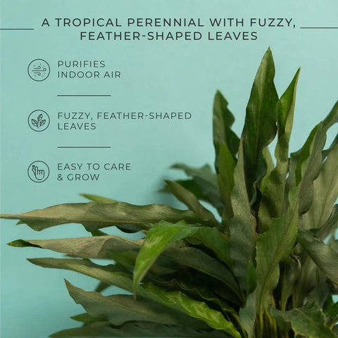 Calathea Rufibarba Plant