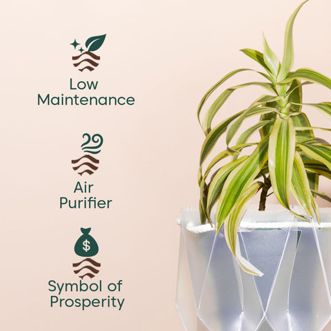 Song Of India Plant With Repot