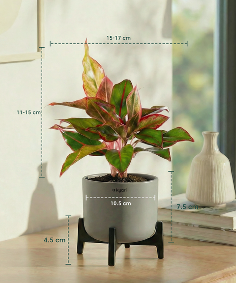Aglaonema Lipstick Plant with Aira Pot