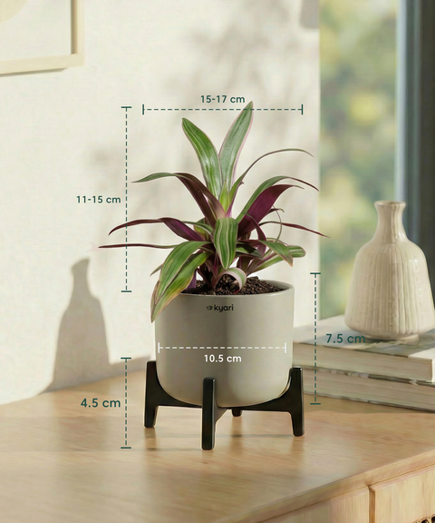 Rhoeo Plant with Aira Pot