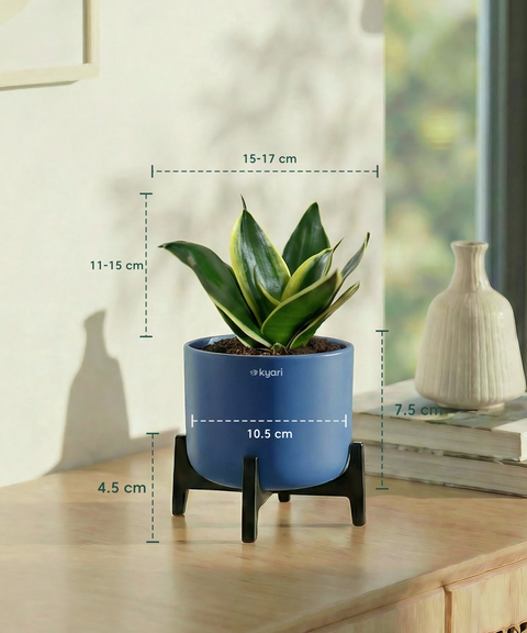 Golden Snake Plant with Aira Pot