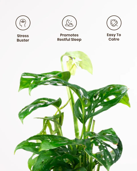 philodendron broken heart plant care Philodendron Broken Heart Plant with Medium Self Watering Pot