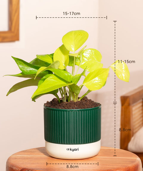 Golden Money Plant With Mylo Planter BYOB