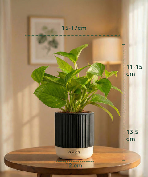 Money Variegated Plant with Medium Self Watering Pot