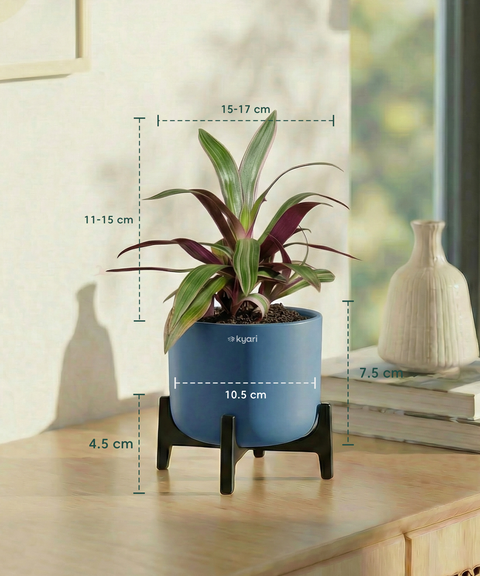 Rhoeo Plant with Aira Pot