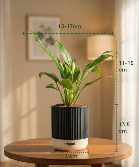 Peace Lily Plant with Medium Self Watering Pot