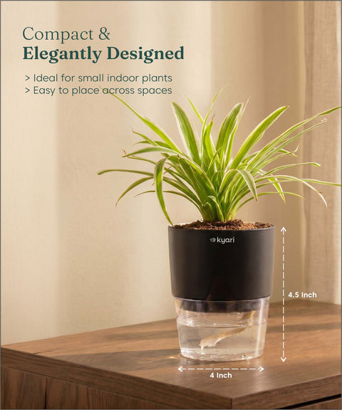 Spider Plant With Self Watering Pot