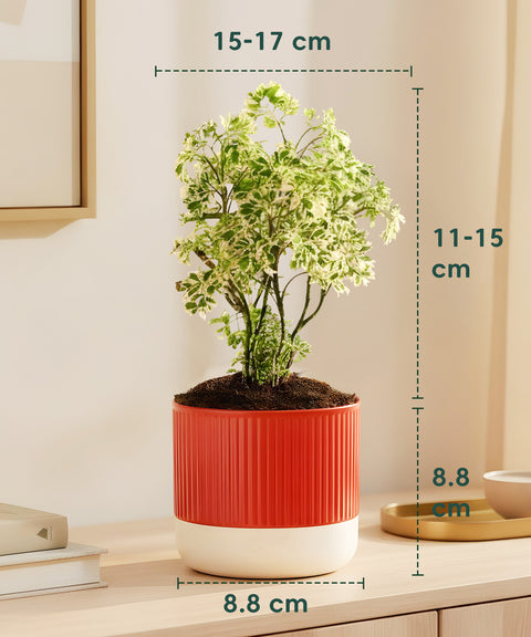 Aralia Variegated Green Plant With Mylo Planter BYOB