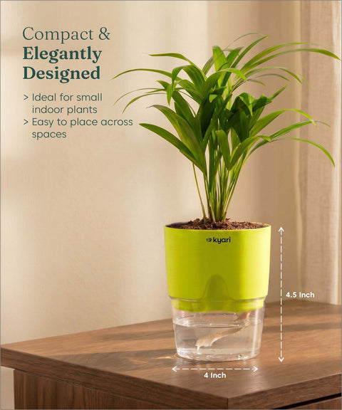 Areca Palm Plant With Self Watering Pot