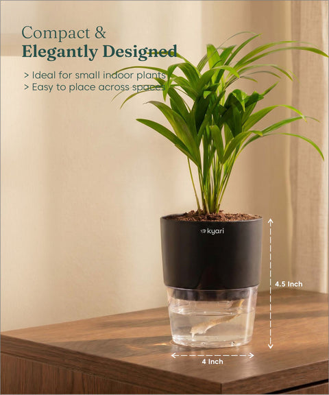Areca Palm Plant With Self Watering Pot
