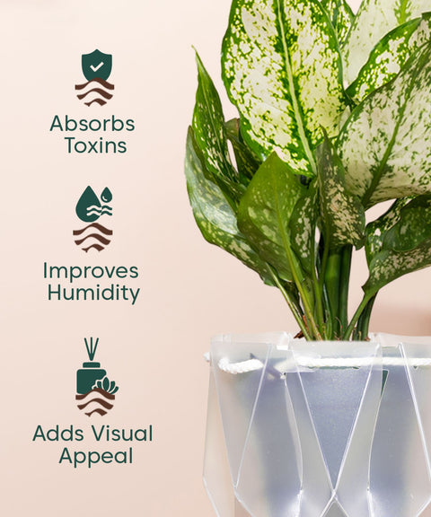 Aglaonema Snow White Plant With Self Watering Pot