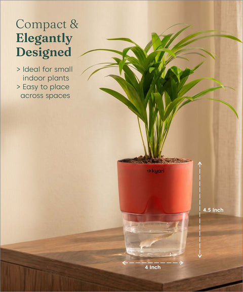 Areca Palm Plant With Self Watering Pot