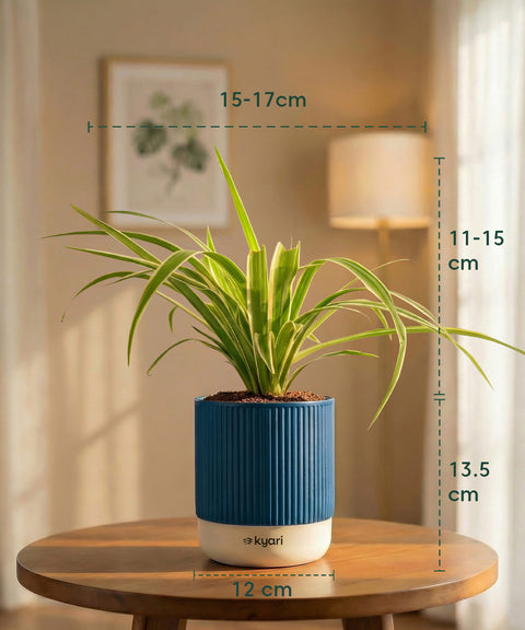 Spider Plant with Medium Self Watering Pot