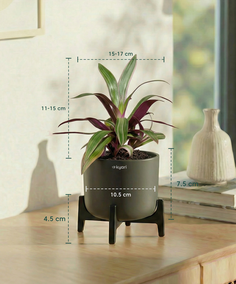 Rhoeo Plant with Aira Pot