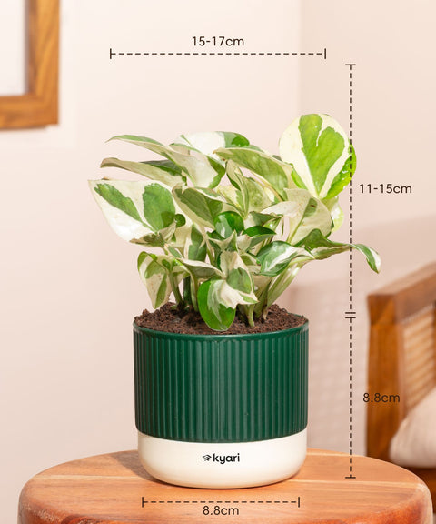 Money N'Joy Plant With Mylo Self Watering Pot