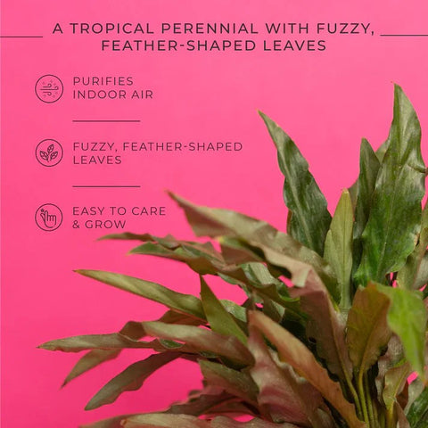 Calathea Rufibarba Plant