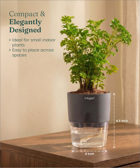 Aralia Green Plant With Self Watering Pot