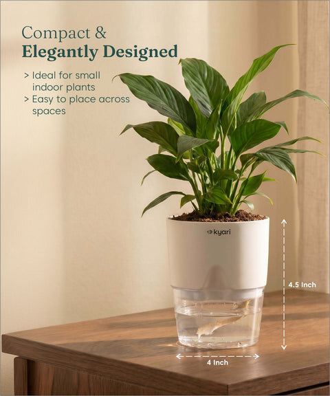 Peace Lily Plant - BYOB