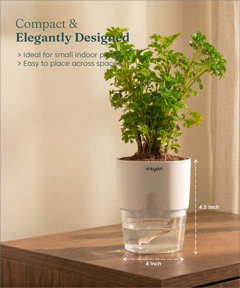 Aralia Green Plant With Self Watering Pot