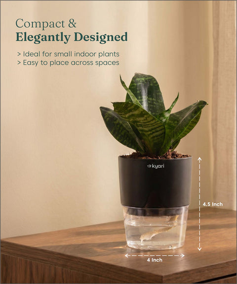 Green Snake Plant With Self Watering Pot