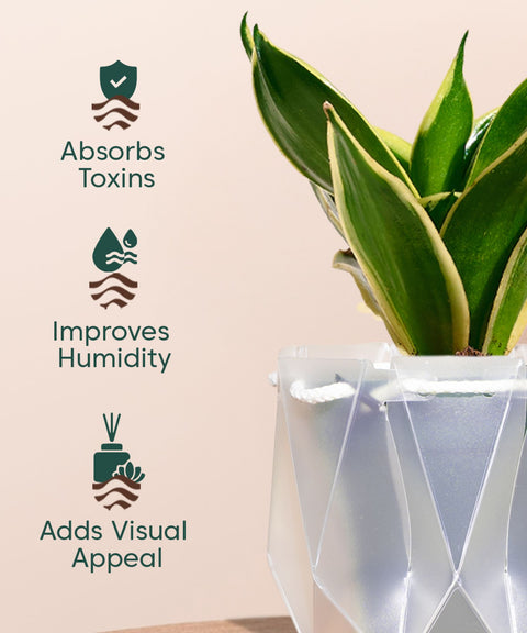 Golden Hahnii Snake Plant With Repot