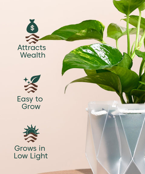 Money Variegated Plant With Repot