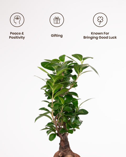 Lucky Bonsai Plant with Aura Planter