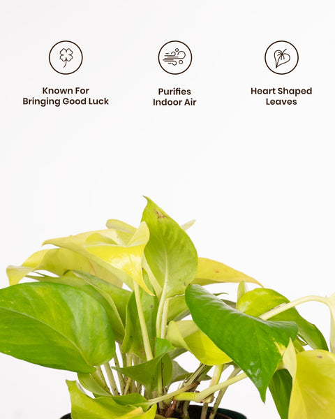 heart shape money plant Golden Money Plant with Medium Self Watering Pot – Kyari.co