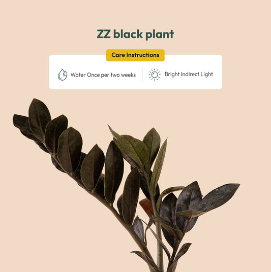 ZZ - Zamia Black Plant