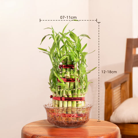 Lucky Bamboo Plant With Glass pot