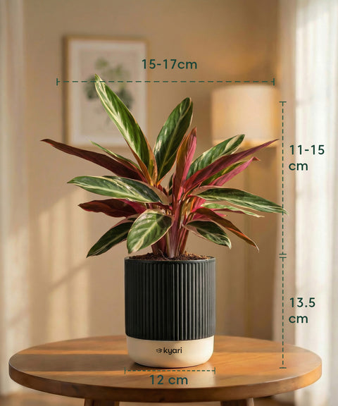 Calathea Triostar Plant with Medium Self Watering Pot