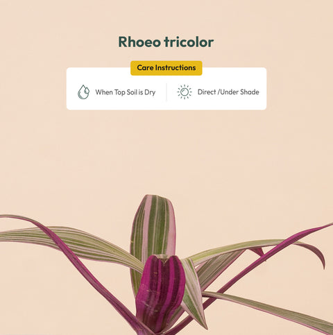 Rhoeo Tricolor Plant BYOB