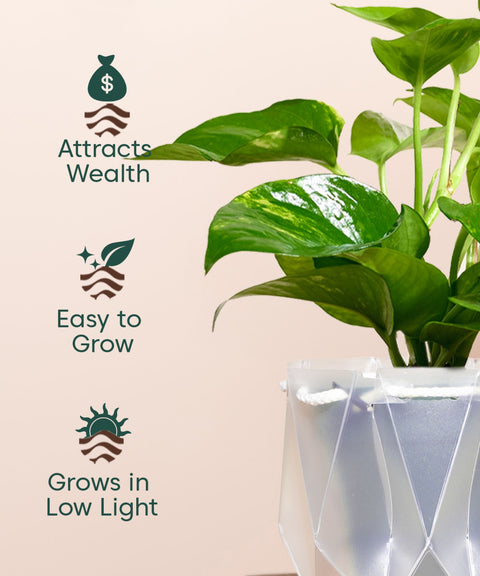 Money Variegated Plant With Repot