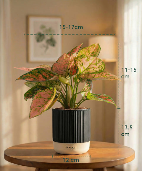 Aglaonema Pink Valentine Plant with Medium Self Watering Pot