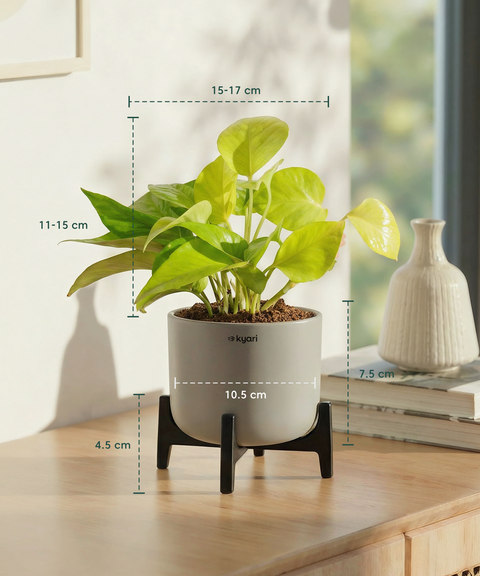 Golden Money Plant in Aira Self Watering Pot (Stand included)