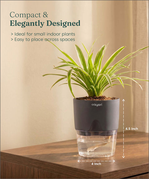 Spider Plant With Self Watering Pot