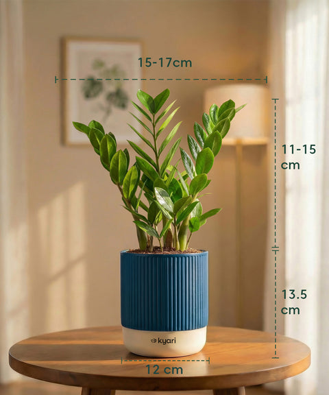 Zamia Green - ZZ Plant with Medium Self Watering Pot