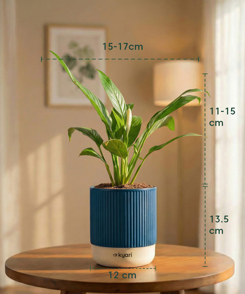 Peace Lily Plant with Medium Self Watering Pot