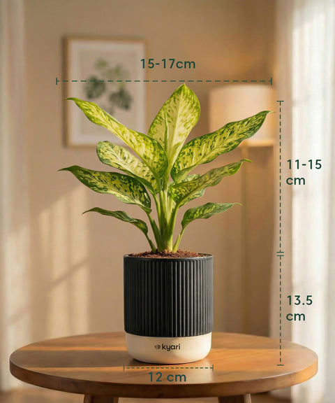 Aglaonema Snow White Plant with Medium Self Watering Pot