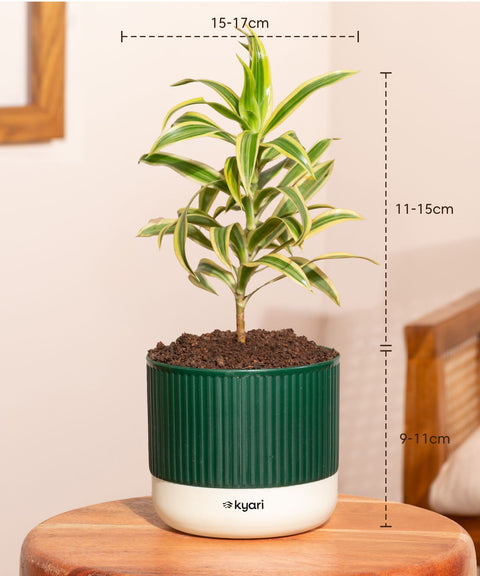 song of india air purifying plant Shop Song of India Plant Online – Bright, Easy Indoor Plant for Every Home – Kyari.co