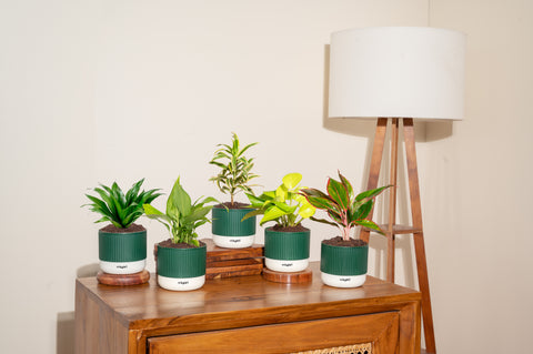 Air Purifying Plant Combo – Set of 4