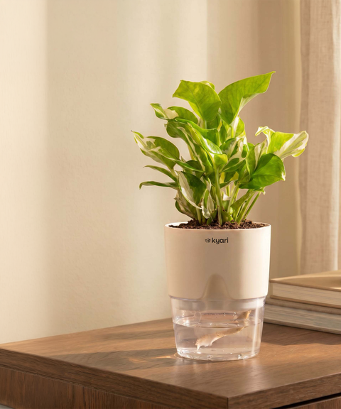 Money N'Joy Plant - BYOB