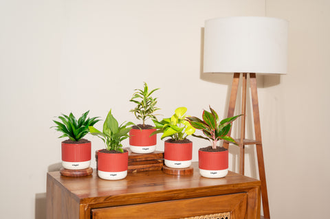 Air Purifying Plant Combo – Set of 4