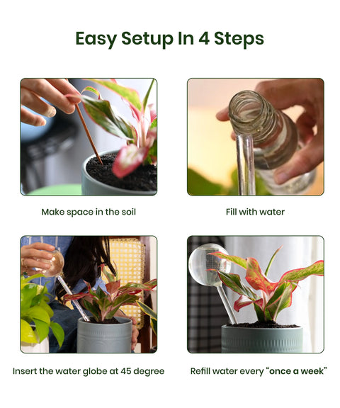 Plant Watering Globe - BYOB