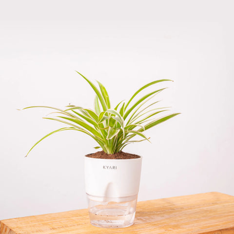 Spider Plant