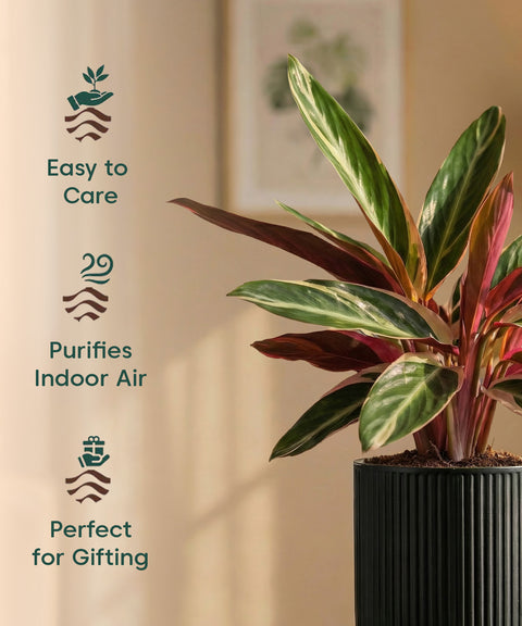 Calathea Triostar Plant with Medium Self Watering Pot